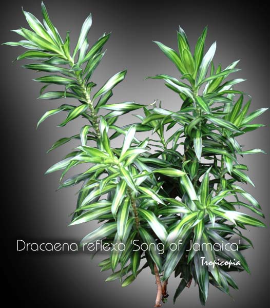 Dracaena - Dracaena reflexa 'Song of Jamaica' - Malaysian Dracaena 